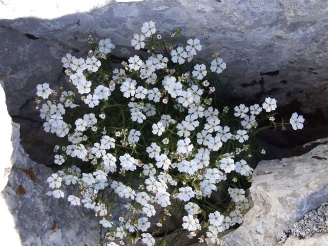 Silene pusilla / Silene piccola